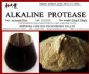 alkaline protease